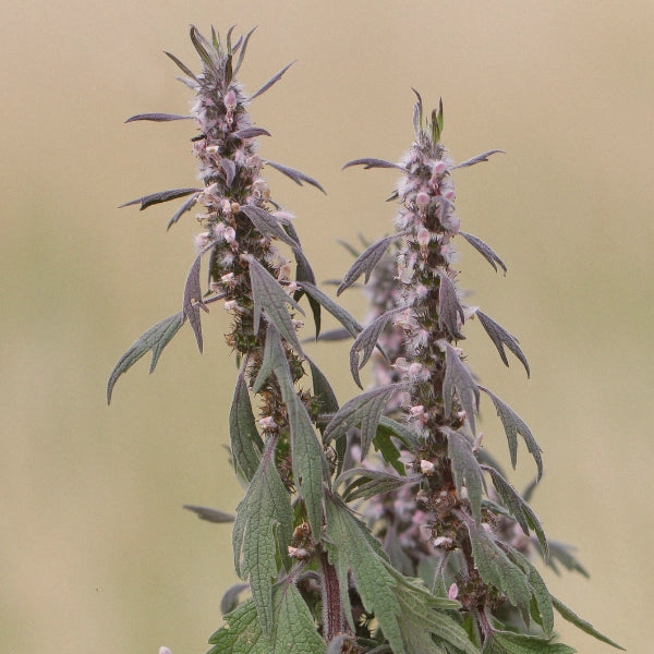 Woman's Time – Heritage Tea