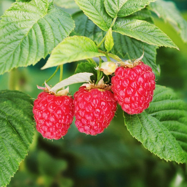 Woman's Time – Heritage Tea