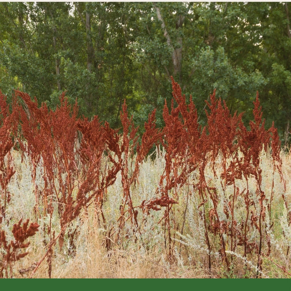 Yellow Dock Root, Powder (Rumex crispus) - Dried Herb, Organic