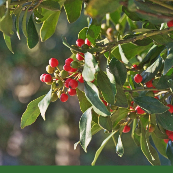 Yerba Mate Leaf (Ilex paraguariensis)