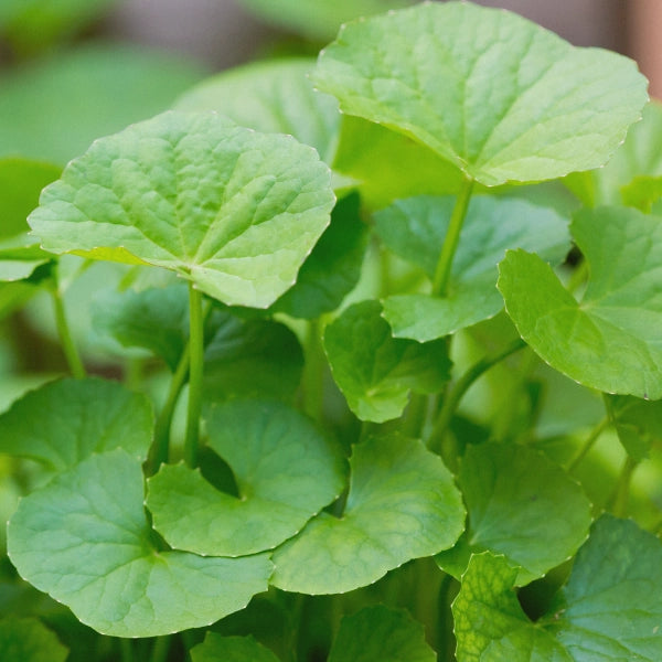 Yoga Tea – Heritage Tea