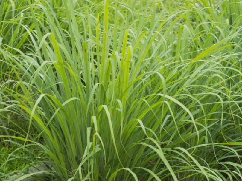 Mango Dog Shampoo Bar