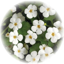 Bacopa