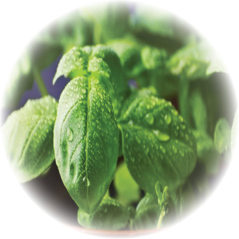 GG_Web_Pictures_Basil (Ocimum Basilicum)