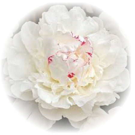 PeonyFlower