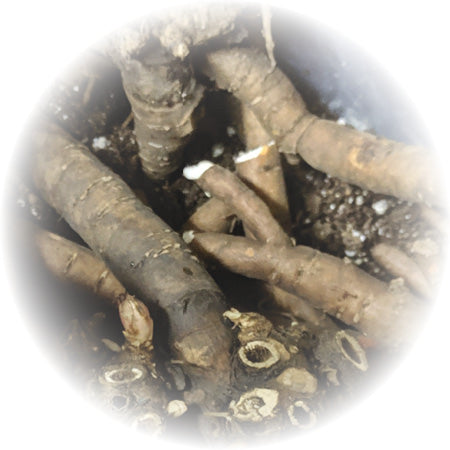 PeonyRoots