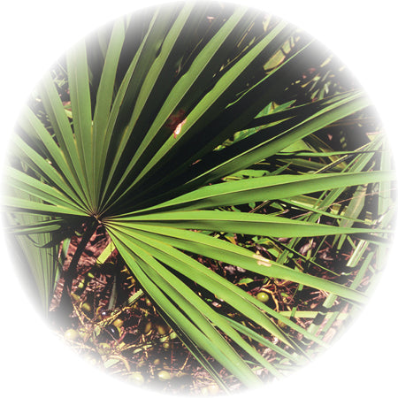 SawPalmetto2