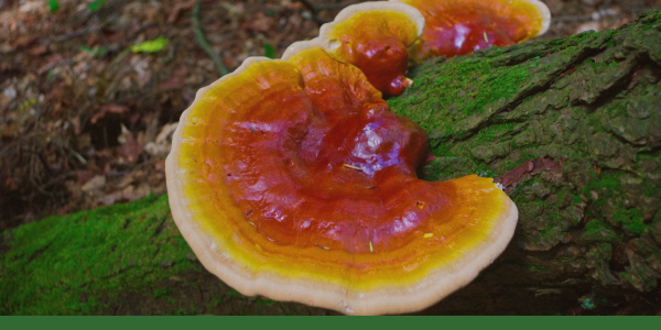 Ancient Mushroom Medicine for the Winter Season