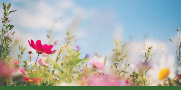 Spring Reset: A Natural Body Detox