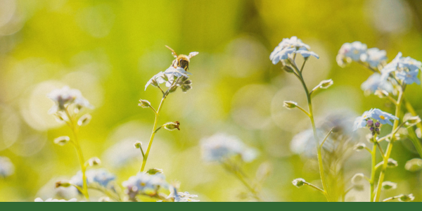 Spring Allergies: A Gentle Herbal Approach