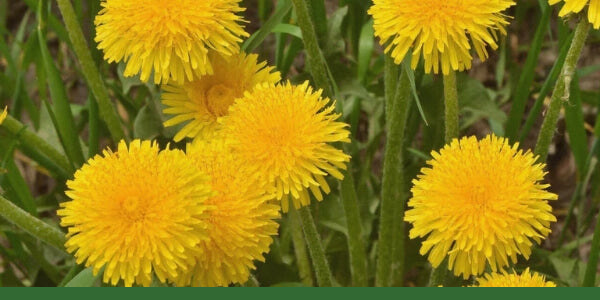 Yellow dandelion flowers with a Gaia Garden green line along the bottom