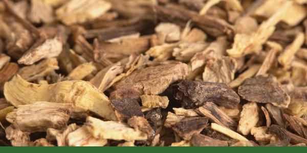 Close view of cut dried echinacea root.
