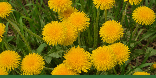Bright yellow dandelion flowers growing among green leaves.