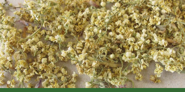 Whole dried elderflowers with a Gaia Garden green line along the bottom