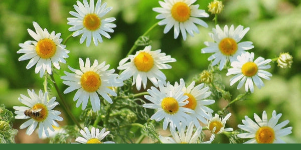 German chamomile flowers growing outdoors.
