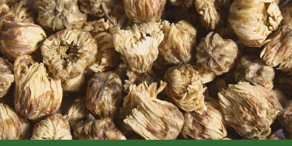 Dried whole chrysanthemum flowers for brewing herbal tea