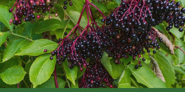Ripe black elderberries growing among green leaves.