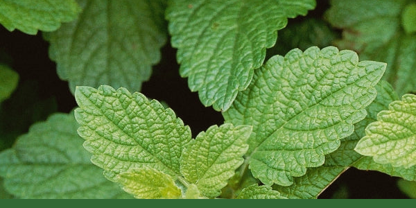 Close-up of fresh lemon balm leaves above a Gaia Garden green bar.