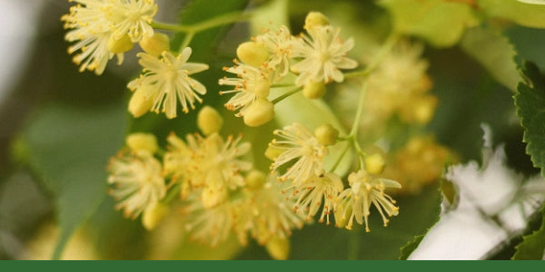 Linden flowers and green leaves on a tree