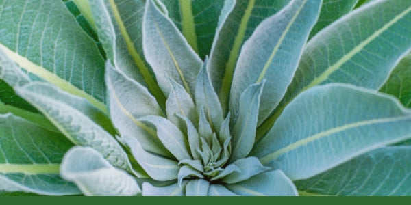 Close-up of soft silvery-green common mullein leaves with a Gaia Garden green bar