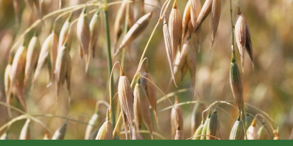 Oat plants with ripening seed heads in warm natural light.
