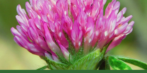 Pink red clover flower with Gaia Garden green border