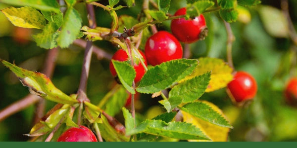 Red rosehips on a leafy shrub with a Gaia Garden green line along the bottom