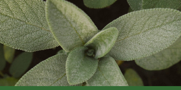 Close-up of fresh common sage leaves with a Gaia Garden green bar along the bottom.