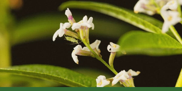 Close-up of lemon verbena flowers and green leaves.