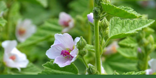 Marshmallow plant with soft green leaves and pale pink flowers