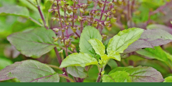 Rama vs. Krishna tulsi comparison with a purple-green holy basil plant.