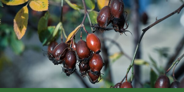 Ripe rosehips on a branch