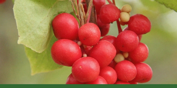 Red schisandra berries growing on a vine.