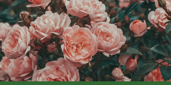 Close-up of pink roses above a narrow Gaia Garden green bar.