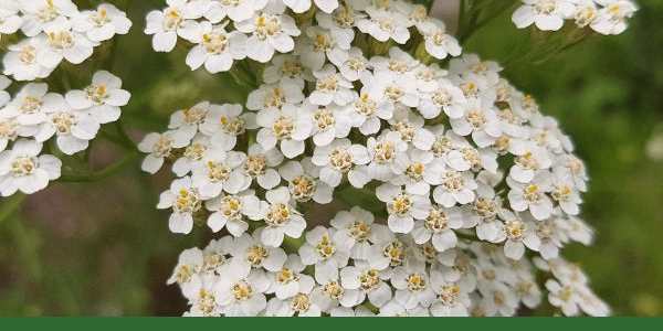 White yarrow flower clusters in bloom