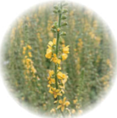 Agrimony