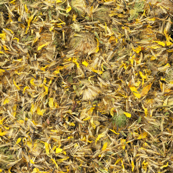 Arnica Flowers (Arnica montana) - Dried Herb