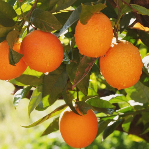 Orange ― Spiritual Spray