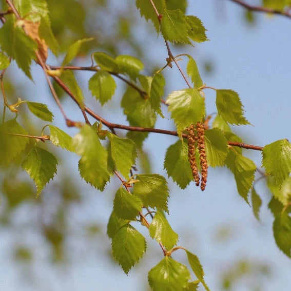 Herbal Walk with LoriAnn Bird (Gaia Garden)