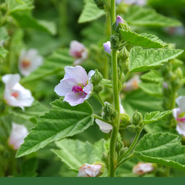 Marshmallow Leaf, Cut & Sifted (Althaea officinalis) - Dried Herb, Organic
