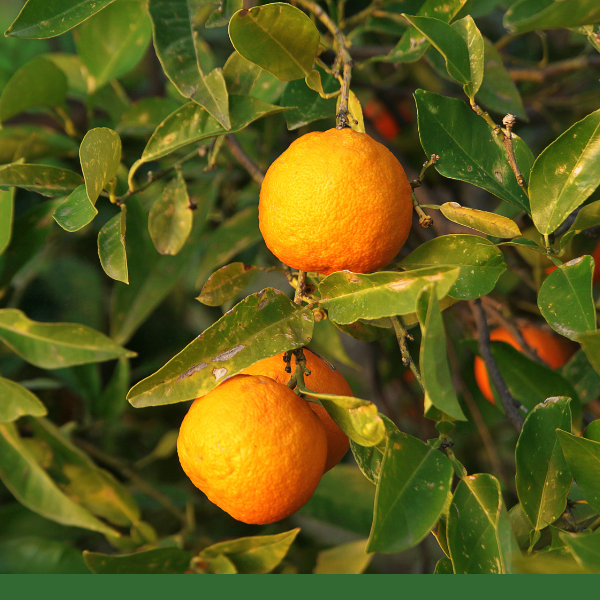 Bitter Orange Peel (Citrus × aurantium) - Dried Herb, Organic