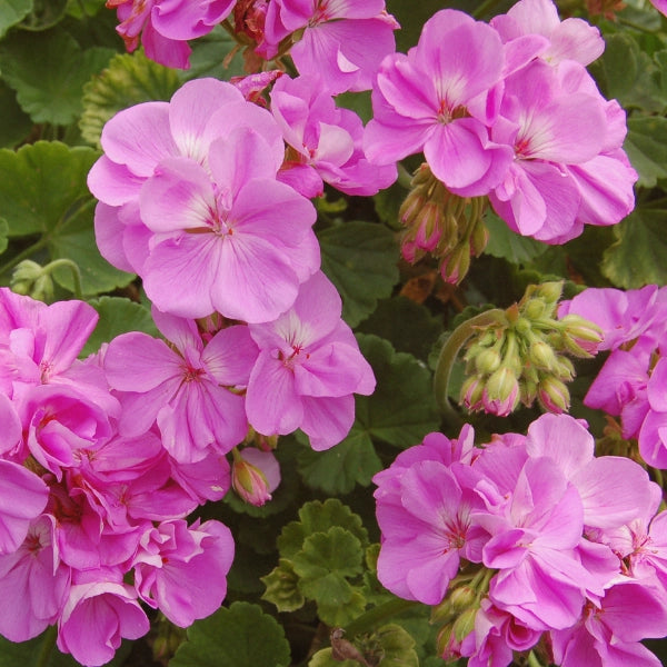 Rose Geranium - Hydrosol