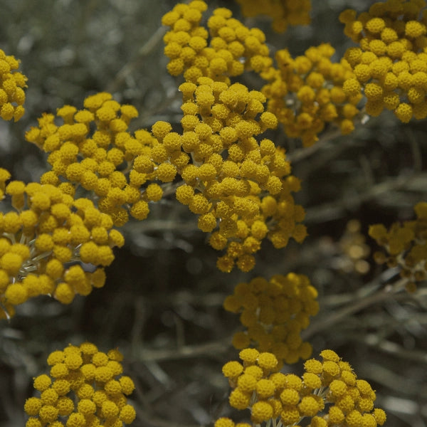 Helichrysum - Hydrosol