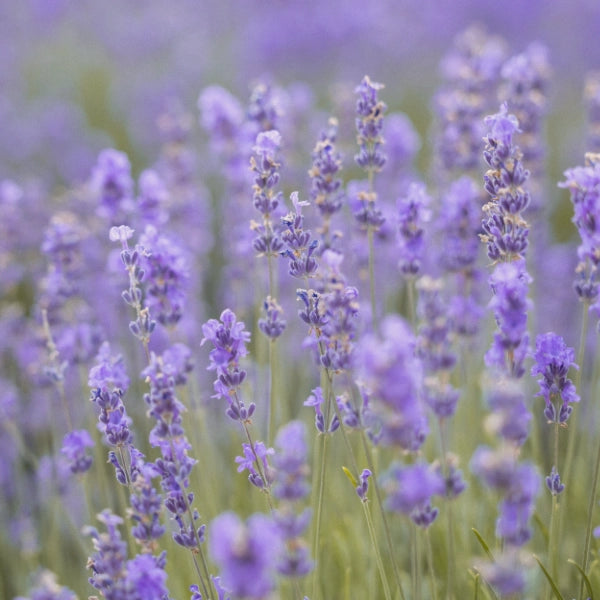 Lavender - Hydrosol