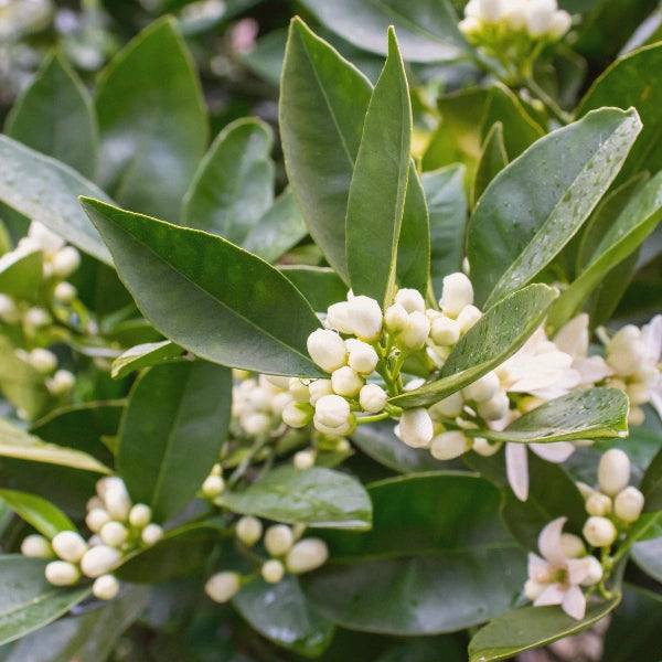Orange Blossom (Neroli) - Hydrosol