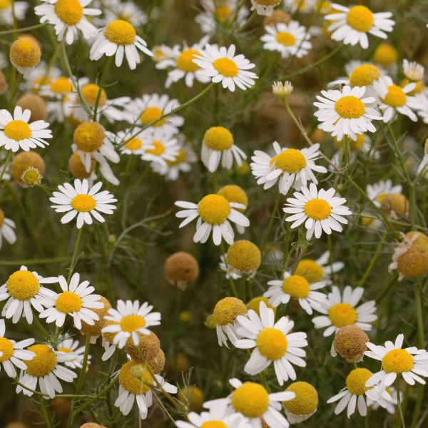 Chamomile Soap Bar