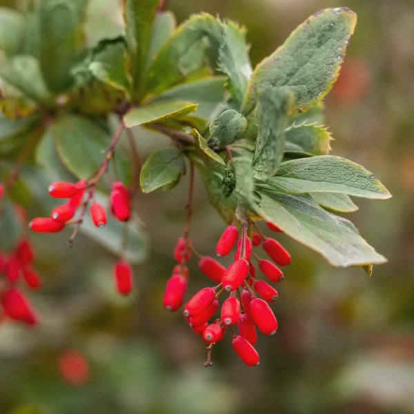 Women's Moon Feel Free  – Heritage Tea