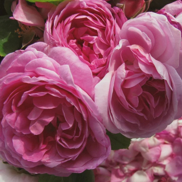 Rose Attar 10% (Rosa damascena) - Essential Oil