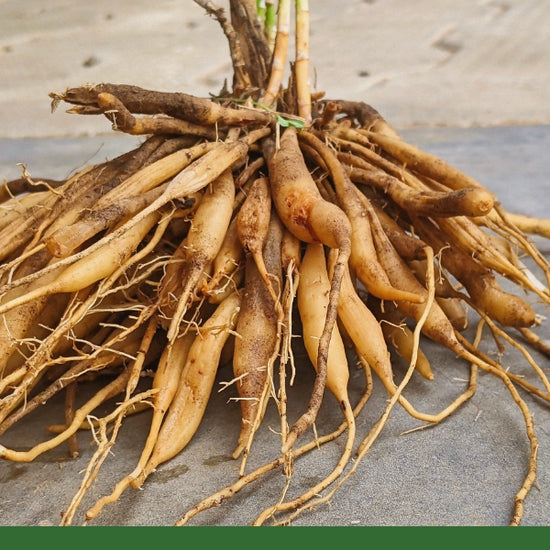 Root Races Gaia Gaia Garden Herbals Inc.