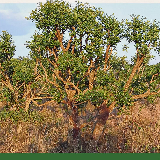 https://www.gaiagarden.com/cdn/shop/files/YohimbeBark_Cut_Sifted_Pausinystaliayohimbe_DriedHerb_Wildcrafted_1_550x550.webp?v=1748642786